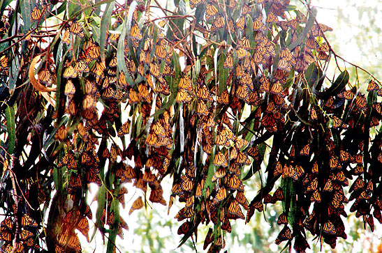monarch butterflies at a grove in Pismo Beach