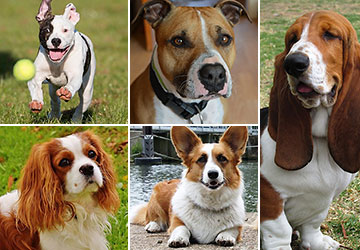 5 best dogs for first-time owners