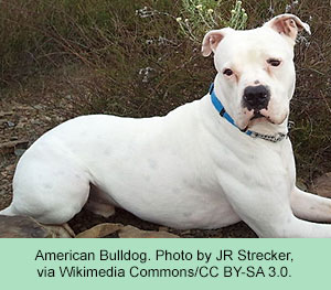 American bulldog