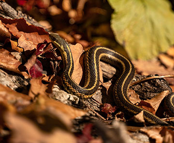 Canadian snake