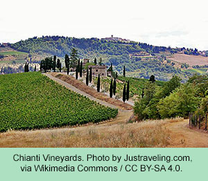Chianti vineyards