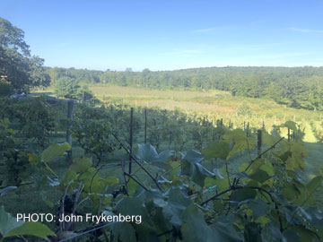 Maugle Sierra Vineyard in Connecticut