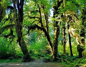 rain forest