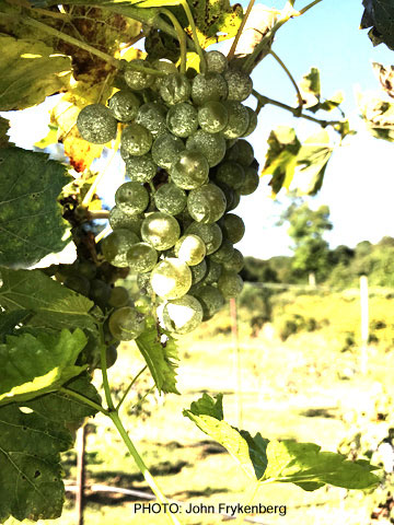 grapes on the vine