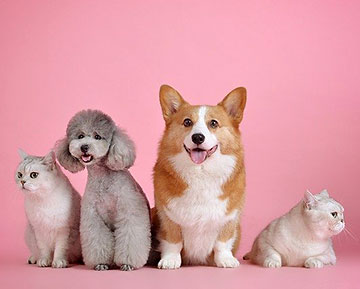 cats and dogs