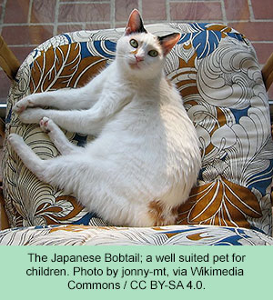 Japanese Bobtail cat