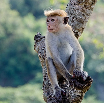 monkey