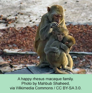 Rhesus Macacque family