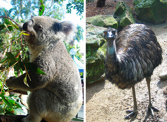 a koala bear and an emu at the Taronga Zoo, Sydney