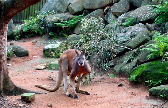 red kangaroo at the Taronga Zoo