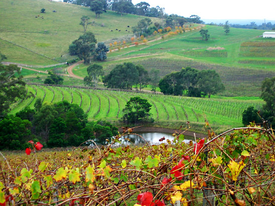 vineyards in Hunter Valley, north of Sydney