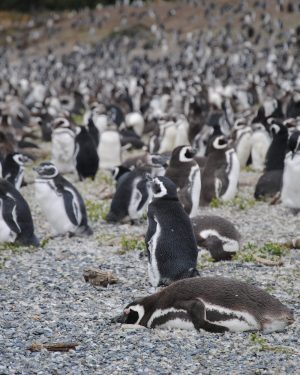 Navegação Pinguineira