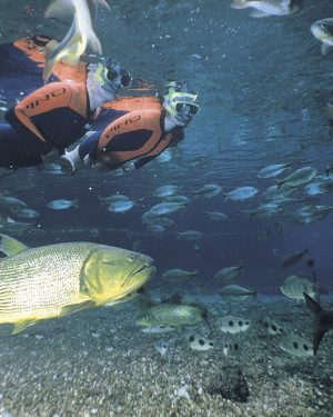 Flutuação Rio da Prata