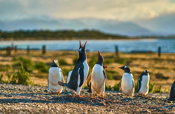pinguinera ushuaia argentina