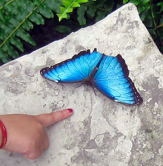 Blue Morpho butterfly