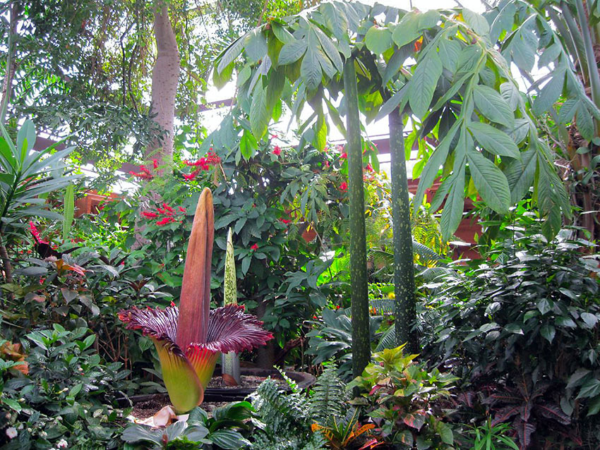 Titan Arum