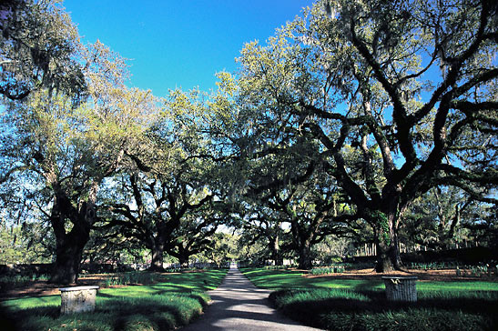 oak alley at Brookgreen Gardens, Myrtle Beach, South Carolina