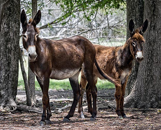 donkeys