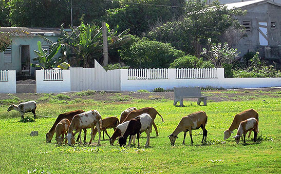 herd of sheep on the Funky Monkey Tour