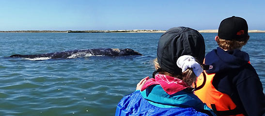 whale=watching at BahÃa Magdalena