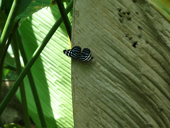 Costa Rican butterfly, 2nd picture