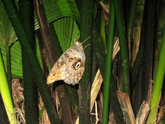 Costa Rican butterfly, 3rd picture