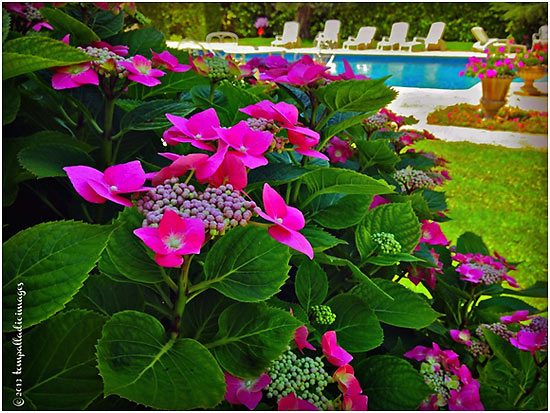 flowers at poolside, Château Saint Jacques Calon