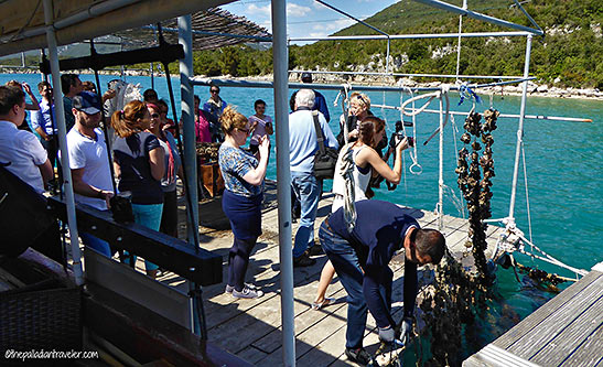 visitors at one of the oyster beds at Mali Ston