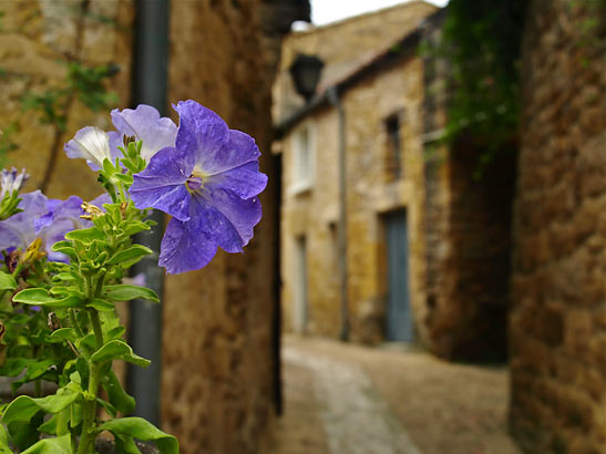 n arrow street at Beynac-et-Cazenac with flowers in the foregound