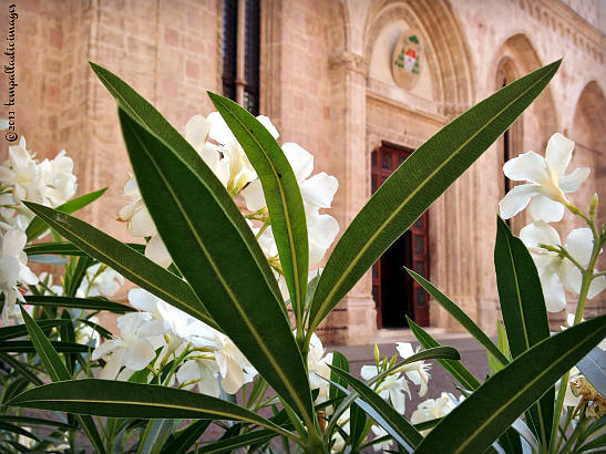 flowering plant in front of il Duomo