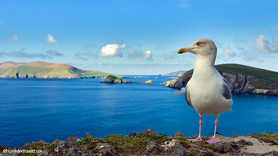 sea gull at an Irish coast
