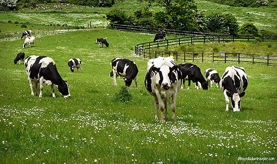 grazing cows at the Golden Vale