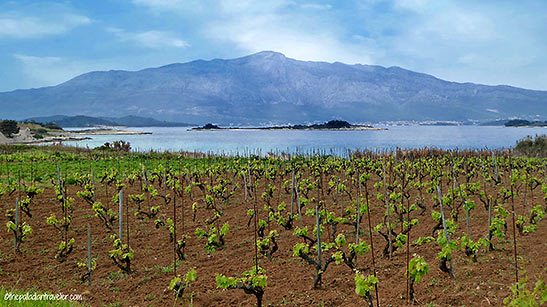 vineyard in Korcula
