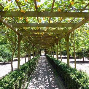 lemons at Lotusland
