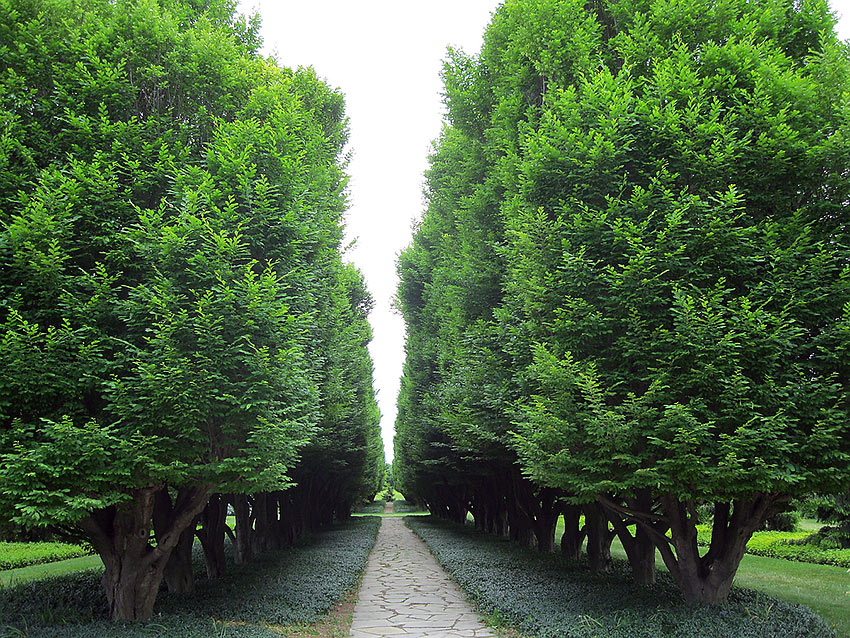 allée of hemlock trees at the Botanical Gardens