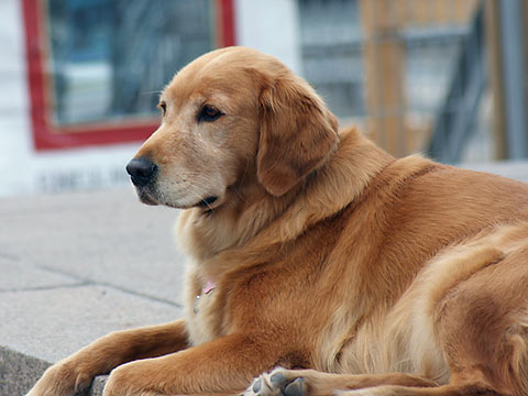 Golden Retriever