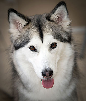 husky