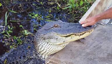 Jeremy petting an alligator