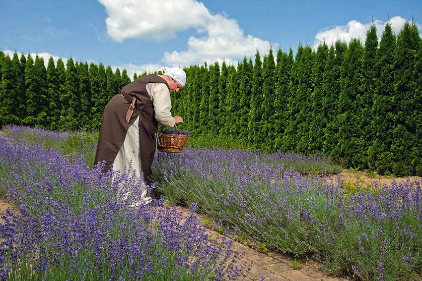 picking flowers in Slovenske Konjice