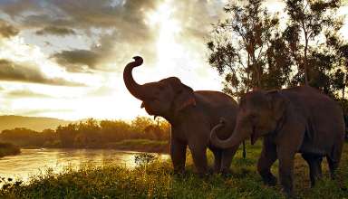 elephants at Camp Dara