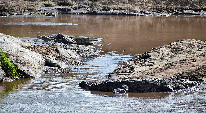 Nile crocodiles at the Mara River Crossing