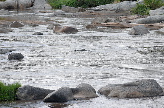 crocodile gliding on the Mara River