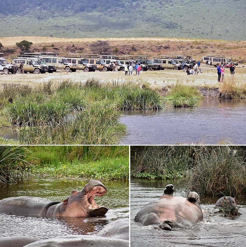 scenes at the Hippo Pool