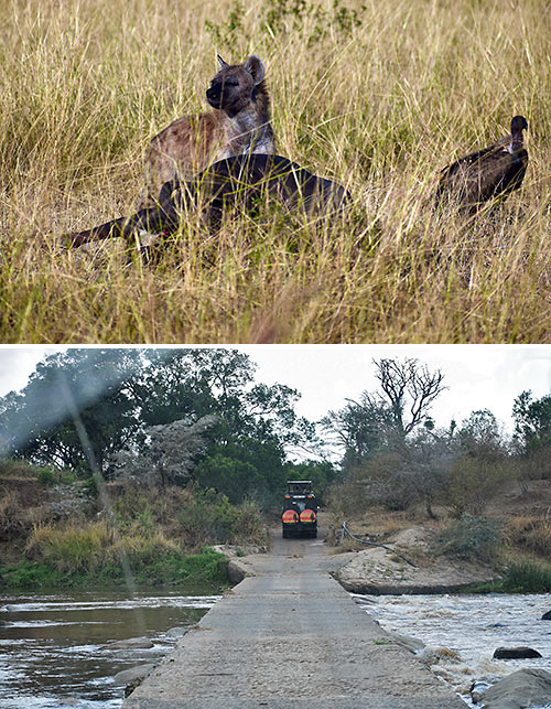 hyenas and bridge over the Mara River