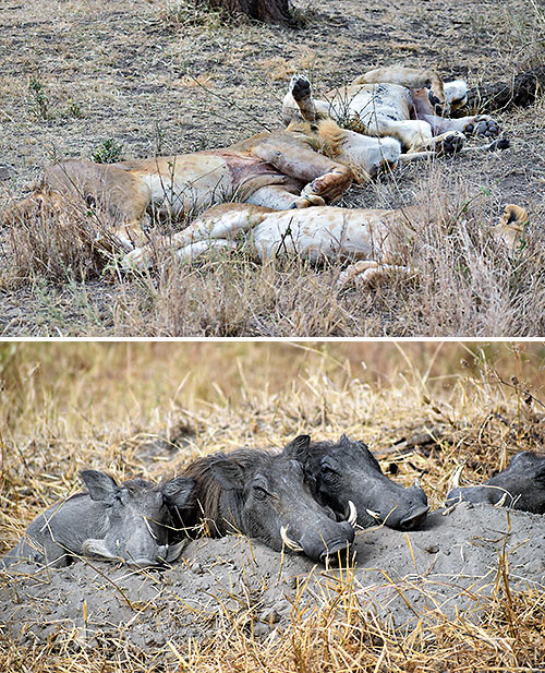 lions and wart hogs at the Serengeti