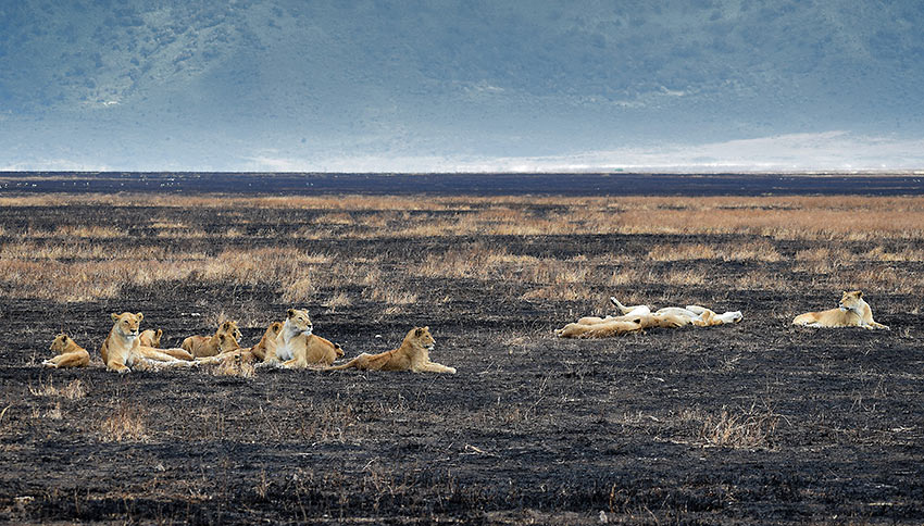 lions at the Ngorongoro Crater