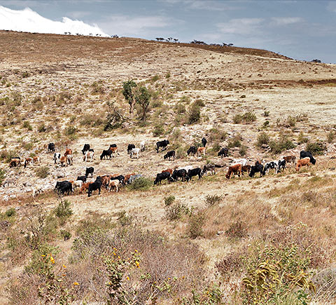 domesticated cattle grazing at the Ngorongoro