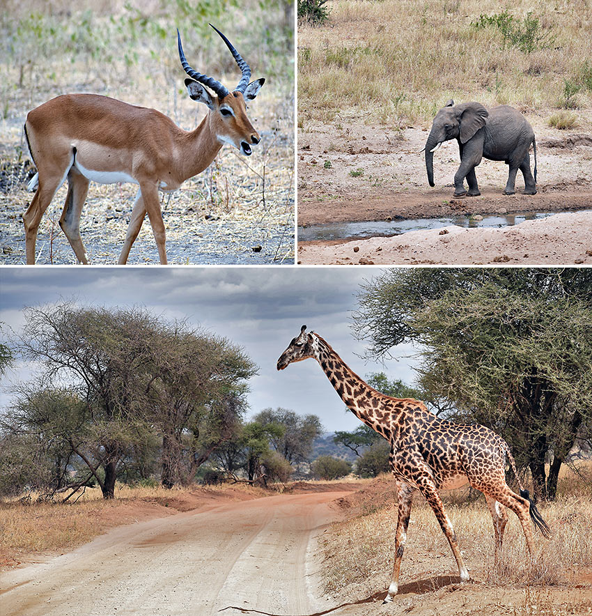 more wildlife at Tarangire National Park