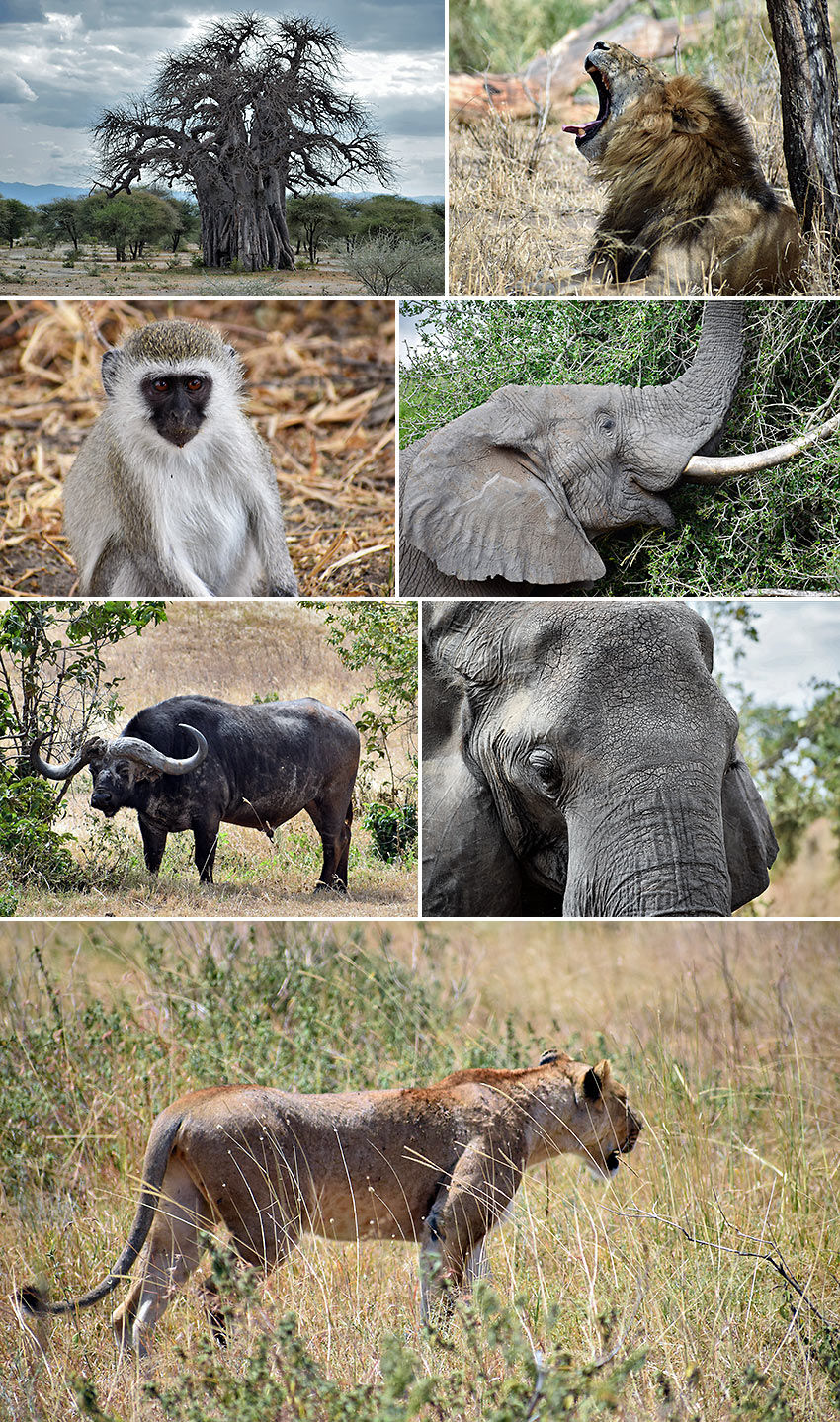 wildlife at Tarangire National Park
