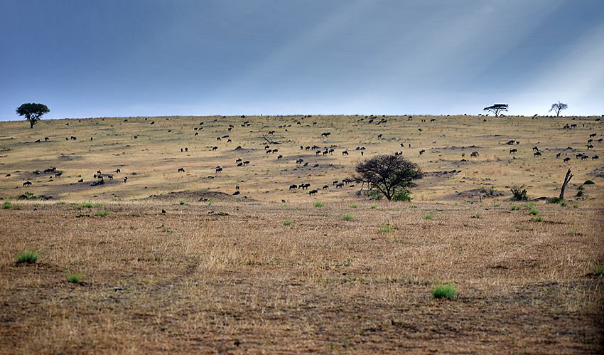wildebeest herd in the Serengeti